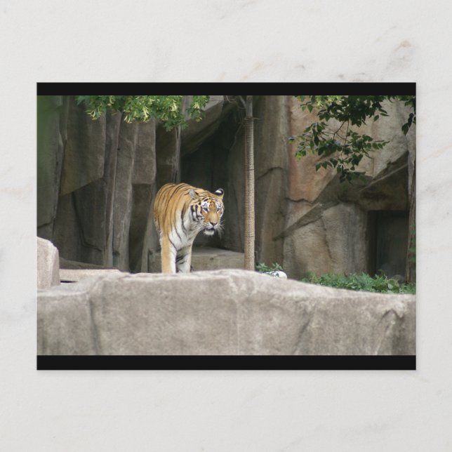 POSTAL DSC00222 (Anverso)