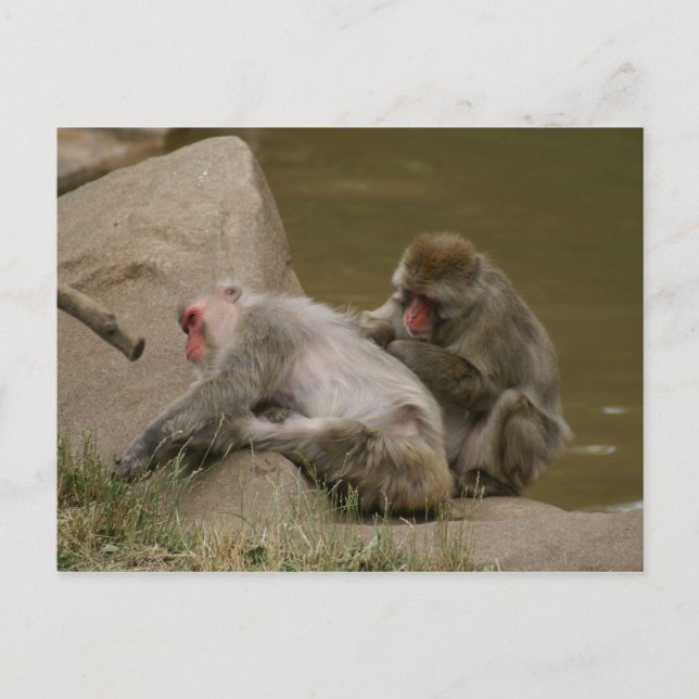 POSTAL DSC00342 (Anverso)