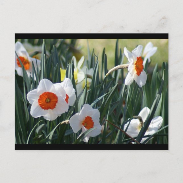 Postal DSC01730 a (Anverso)