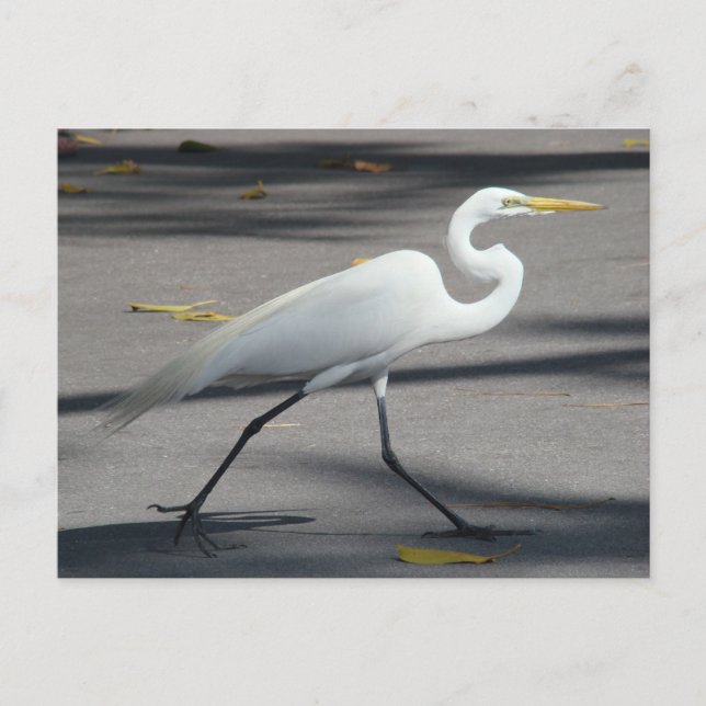 POSTAL DSC02335 (Anverso)