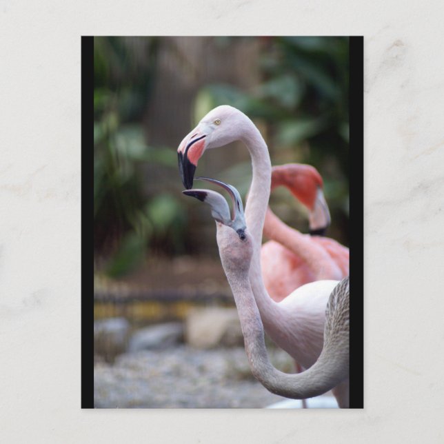 POSTAL DSC02490 (Anverso)