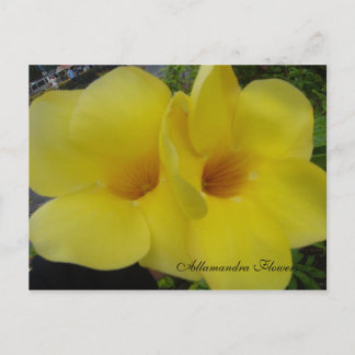 Postal DSC03203, Allamandra Flowers - Cus... - Personaliz
