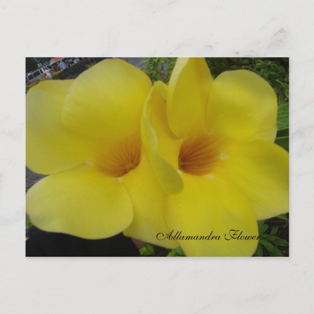 Postal DSC03203, Allamandra Flowers - Cus... - Personaliz (Anverso)