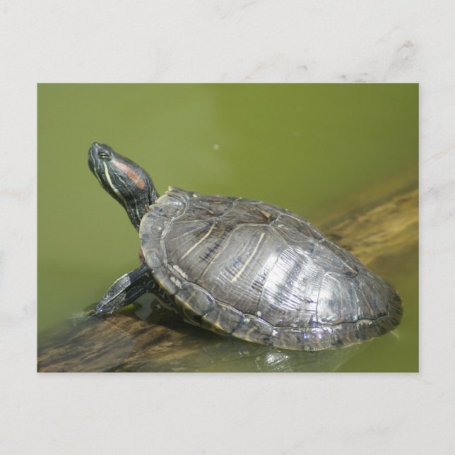 POSTAL DSC04275 (Anverso)