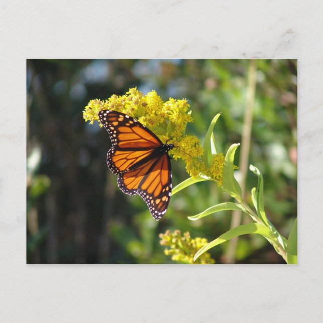 POSTAL DSC05261 (Anverso)