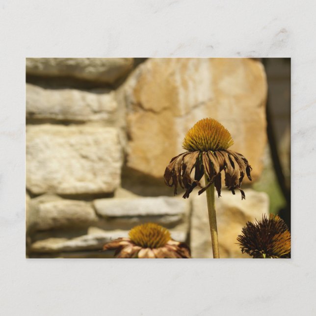 POSTAL DSC06868 (Anverso)