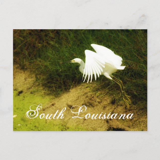 Postal DSC08779bb, sur de Luisiana (Anverso)