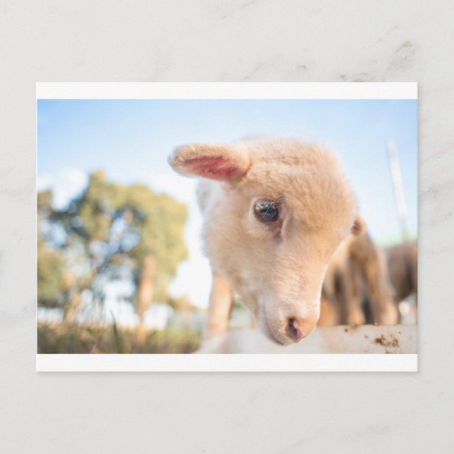 POSTAL _DSC2491 (Anverso)