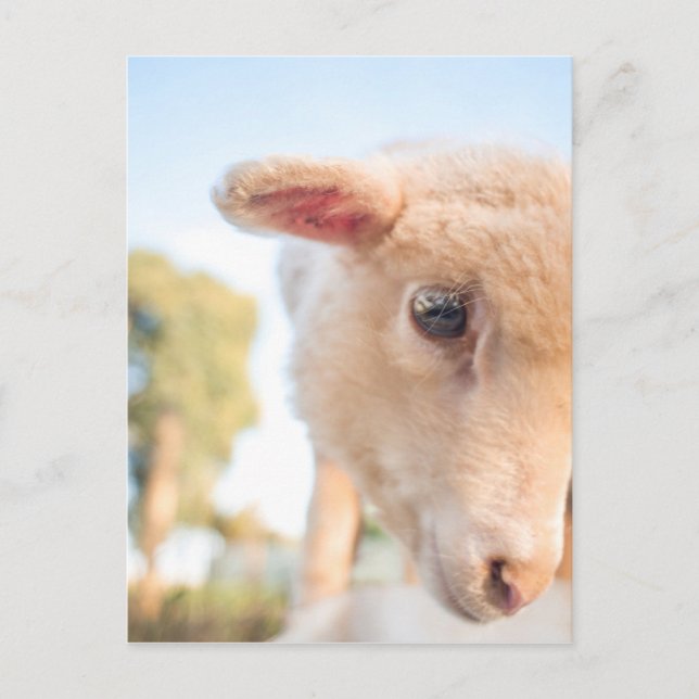 POSTAL _DSC2491 (Anverso)