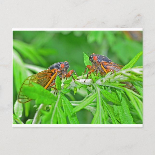 Postal DSC_3480ps.jpg (Anverso)