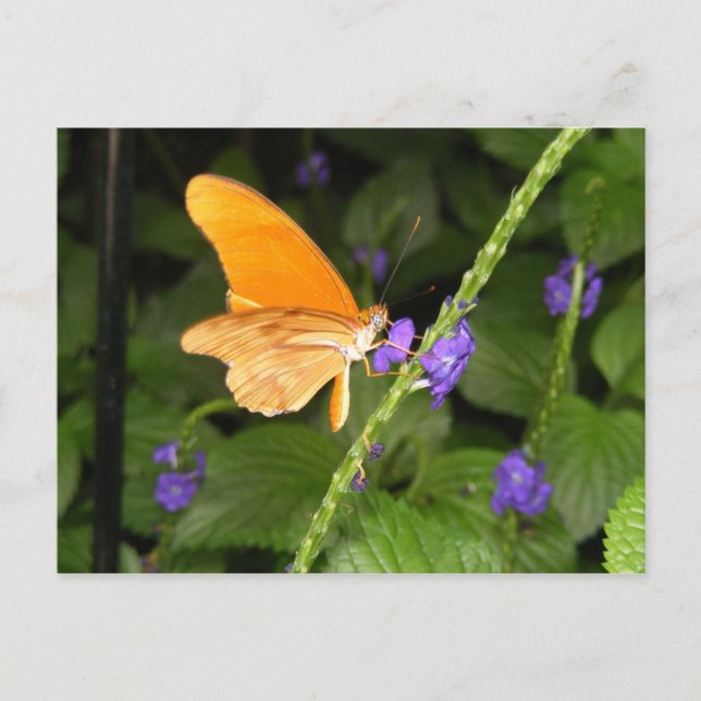 POSTAL DSCF9699 (Anverso)