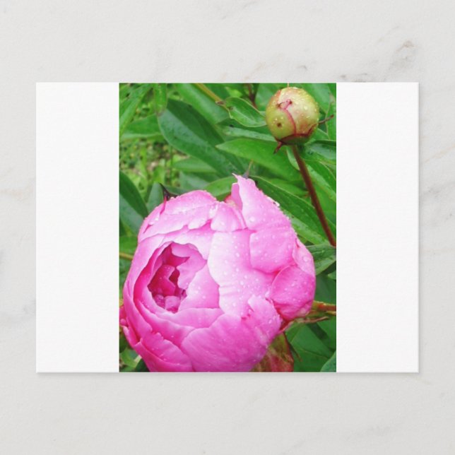 POSTAL DSCI0964.JPG (Anverso)