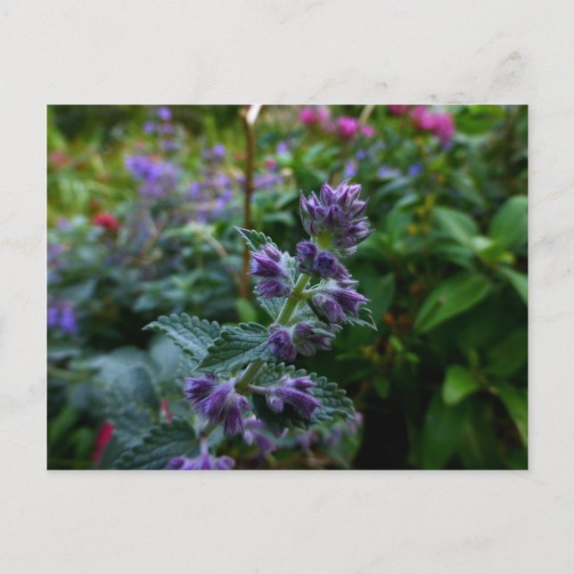 Postal Dublin Blooms (Anverso)