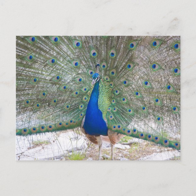 Postal Dubrovnik, Croacia, Isla Lokrum, colorido (Anverso)