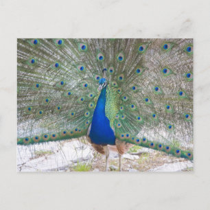 Postal Dubrovnik, Croacia, Isla Lokrum, colorido