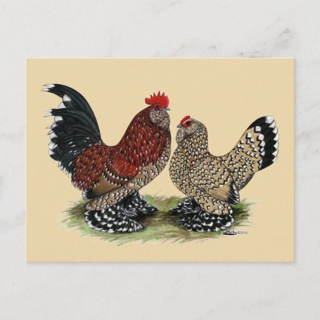 Postal D'Uccle Bantams: Mille Fleur (Anverso)