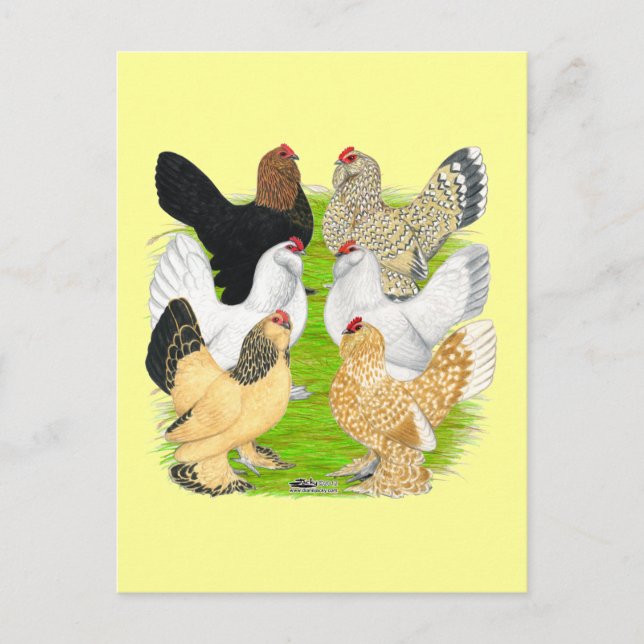 Postal D'Uccles Six Hens (Anverso)