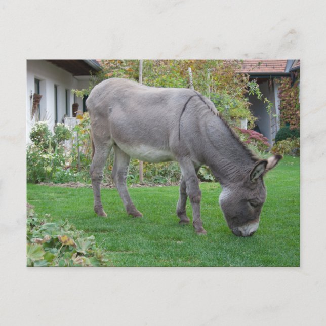 Postal Ducha Biológica De Césped En Cuatro Hojas (Anverso)