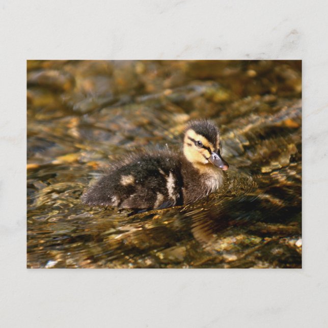 Postal Duckling (Anverso)