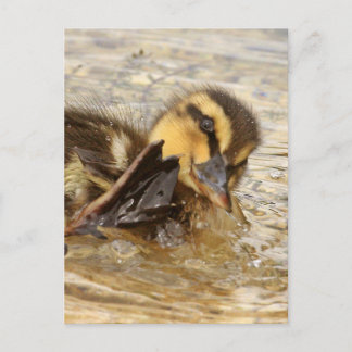 Postal Duckling