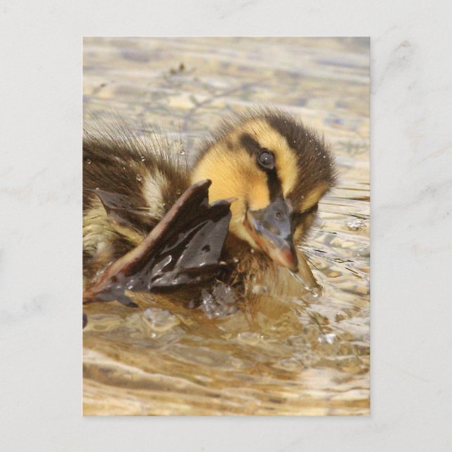 Postal Duckling (Anverso)