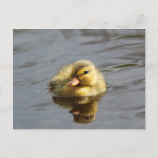 Postal Duckling