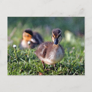 Postal Duckling
