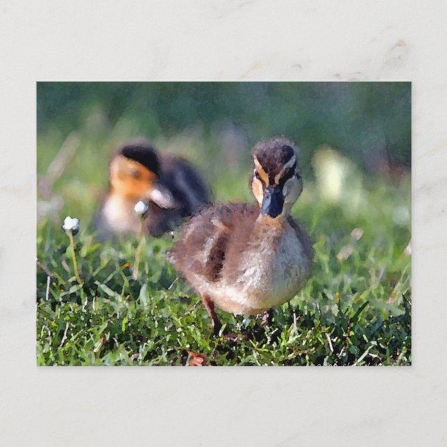 Postal Duckling (Anverso)