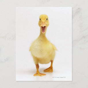 Postal Duckling