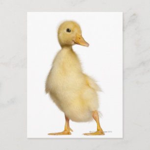 Postal Duckling (1 semana de edad)
