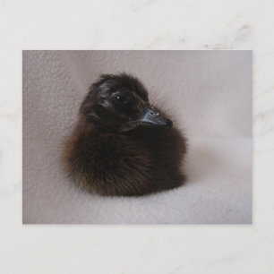 Postal Duckling de un día