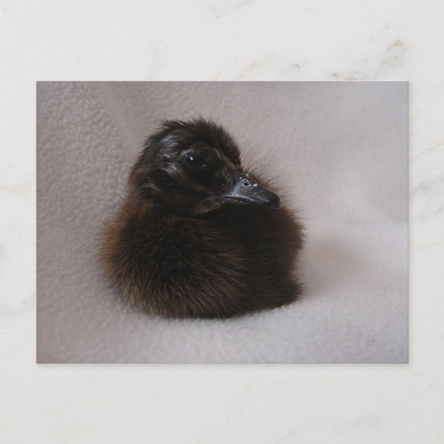 Postal Duckling de un día (Anverso)