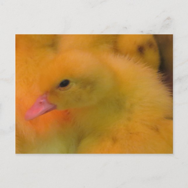 Postal Duckling despertado (Anverso)