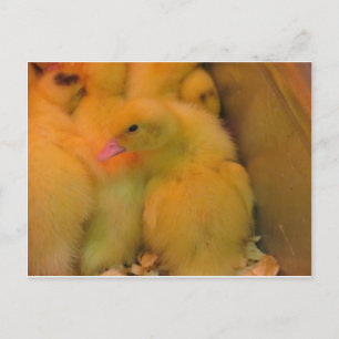 Postal Duckling despertado