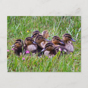 Postal Duckling Huddle Postcard