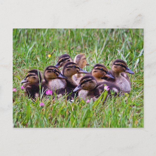 Postal Duckling Huddle Postcard (Anverso)