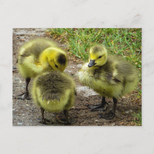 Postal Ducklings