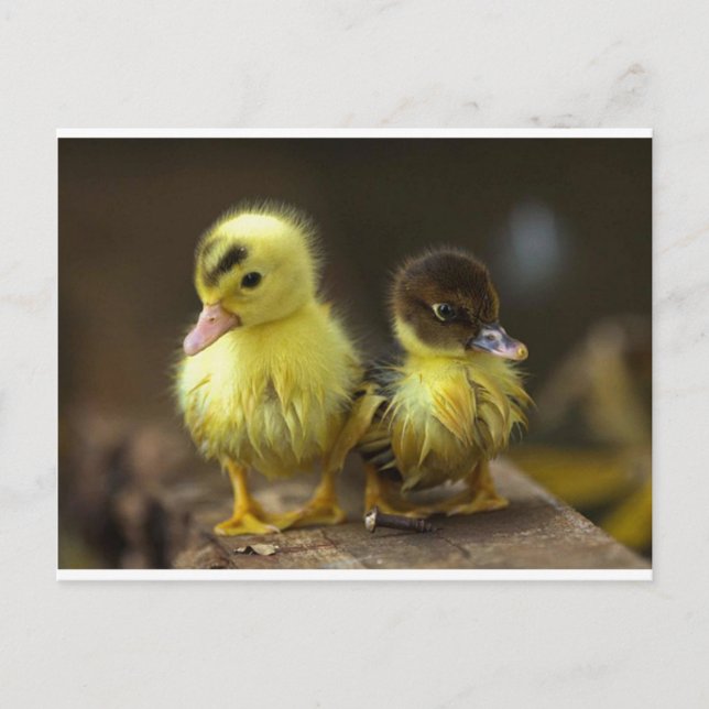 Postal Ducklings (Anverso)
