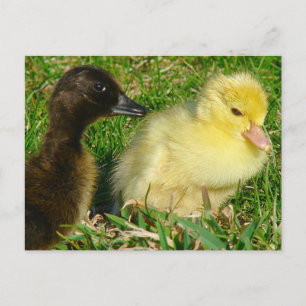 Postal Ducklings