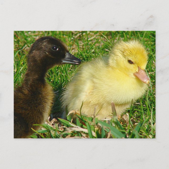 Postal Ducklings (Anverso)