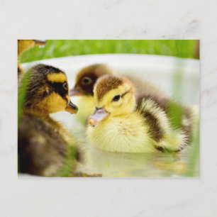 Postal Ducklings