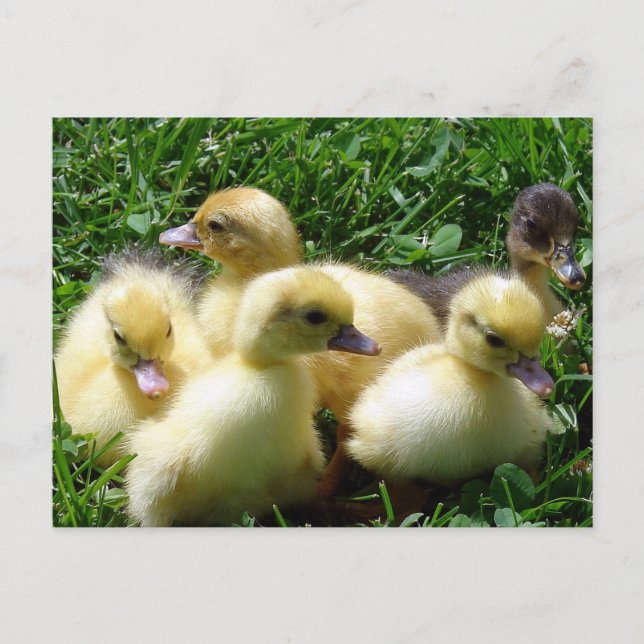 Postal Ducklings (Anverso)
