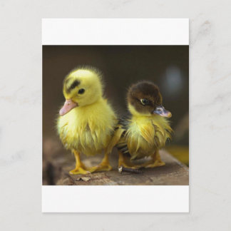 Postal Ducklings