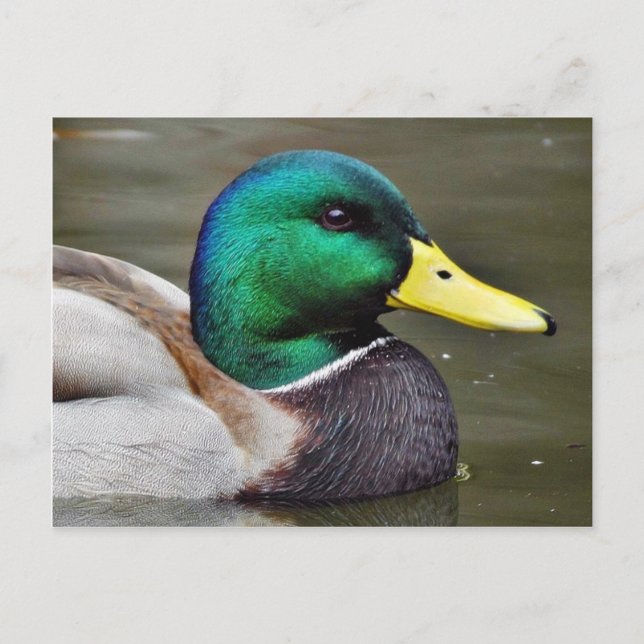 Postal Ducks Bills (Anverso)