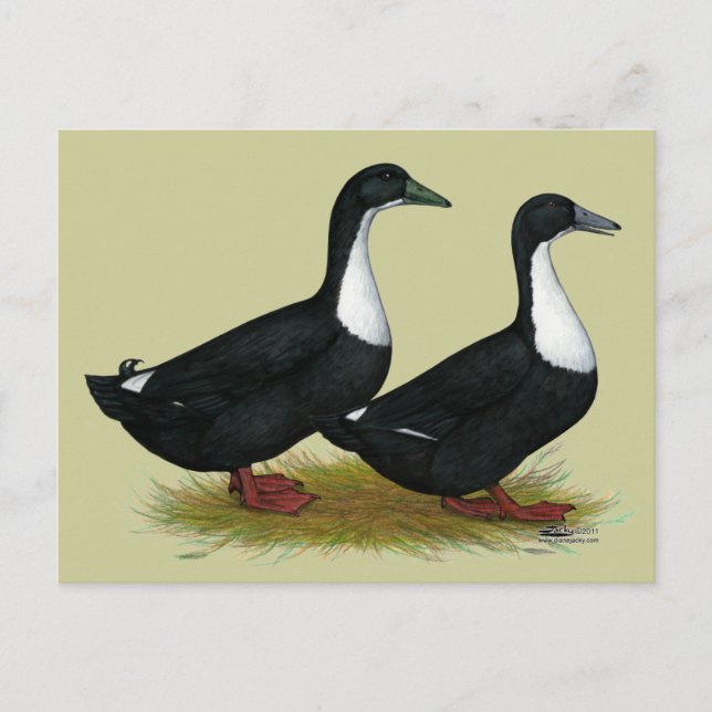 Postal Ducks Black Sueco (Anverso)