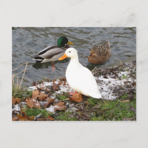 Postal Ducks de River Cam Postcard
