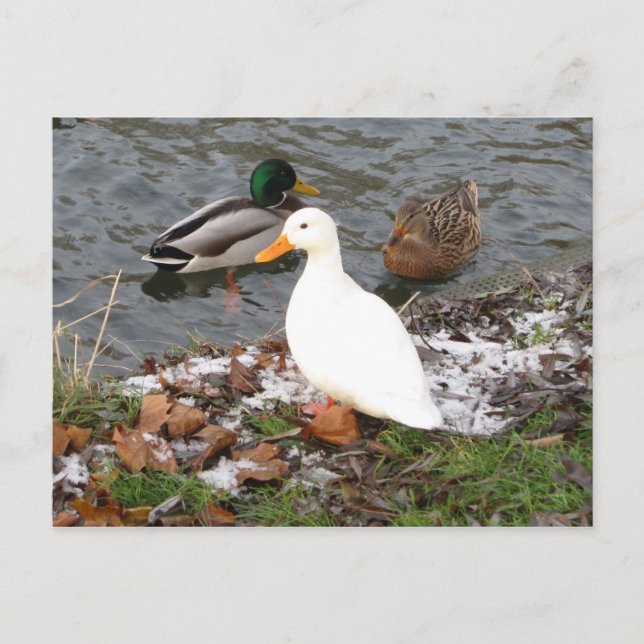 Postal Ducks de River Cam Postcard (Anverso)