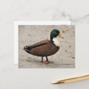 Postal Duclair mallard mestizo mestizo