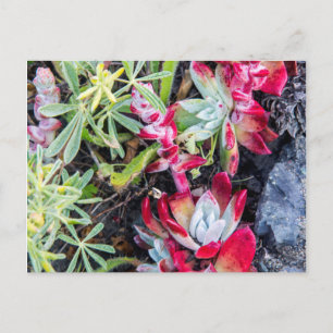 Postal Dudleya costera en Point Reyes National Seashore