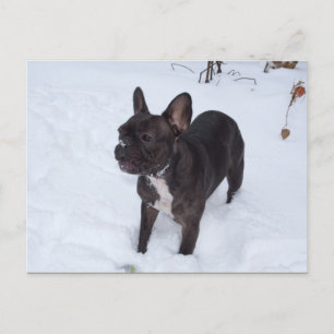 Postal Dulce Bulldog francés negro le gusta la nieve